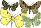 Mätarfjärilar i Norden